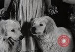Image of Debutante Dogs Boston Massachusetts USA, 1939, second 22 stock footage video 65675024549