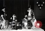 Image of Debutante Dogs Boston Massachusetts USA, 1939, second 26 stock footage video 65675024549