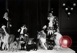 Image of Debutante Dogs Boston Massachusetts USA, 1939, second 27 stock footage video 65675024549