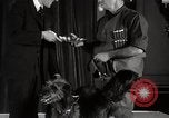 Image of Debutante Dogs Boston Massachusetts USA, 1939, second 35 stock footage video 65675024549