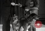 Image of Debutante Dogs Boston Massachusetts USA, 1939, second 36 stock footage video 65675024549