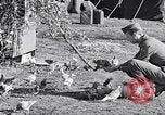 Image combattre les pigeons Venafro Italie, 1943, de la seconde 34 séquences d'archives historiques vidéo 65675024685