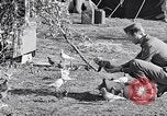 Image combattre les pigeons Venafro Italie, 1943, de la seconde 36 séquences d'archives historiques vidéo 65675024685