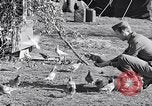 Image combattre les pigeons Venafro Italie, 1943, de la seconde 37 séquences d'archives historiques vidéo 65675024685