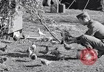 Image combattre les pigeons Venafro Italie, 1943, de la seconde 39 séquences d'archives historiques vidéo 65675024685