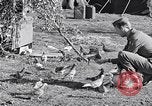 Image combattre les pigeons Venafro Italie, 1943, de la seconde 41 séquences d'archives historiques vidéo 65675024685