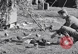 Image combattre les pigeons Venafro Italie, 1943, de la seconde 43 séquences d'archives historiques vidéo 65675024685