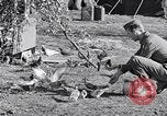 Image combattre les pigeons Venafro Italie, 1943, de la seconde 44 séquences d'archives historiques vidéo 65675024685