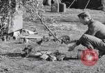 Image combattre les pigeons Venafro Italie, 1943, de la seconde 45 séquences d'archives historiques vidéo 65675024685