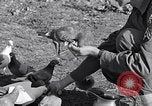 Image combattre les pigeons Venafro Italie, 1943, de la seconde 47 séquences d'archives historiques vidéo 65675024685