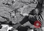 Image combattre les pigeons Venafro Italie, 1943, de la seconde 49 séquences d'archives historiques vidéo 65675024685