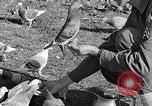 Image combattre les pigeons Venafro Italie, 1943, de la seconde 50 séquences d'archives historiques vidéo 65675024685