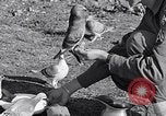 Image combattre les pigeons Venafro Italie, 1943, de la seconde 51 séquences d'archives historiques vidéo 65675024685