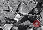 Image combattre les pigeons Venafro Italie, 1943, de la seconde 52 séquences d'archives historiques vidéo 65675024685