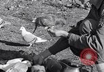 Image combattre les pigeons Venafro Italie, 1943, de la seconde 53 séquences d'archives historiques vidéo 65675024685