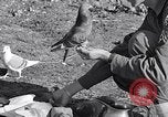 Image combattre les pigeons Venafro Italie, 1943, de la seconde 54 séquences d'archives historiques vidéo 65675024685
