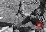 Image combattre les pigeons Venafro Italie, 1943, de la seconde 55 séquences d'archives historiques vidéo 65675024685