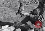 Image combattre les pigeons Venafro Italie, 1943, de la seconde 56 séquences d'archives historiques vidéo 65675024685
