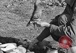 Image combattre les pigeons Venafro Italie, 1943, de la seconde 57 séquences d'archives historiques vidéo 65675024685