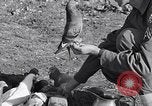 Image combattre les pigeons Venafro Italie, 1943, de la seconde 58 séquences d'archives historiques vidéo 65675024685