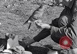 Image combattre les pigeons Venafro Italie, 1943, de la seconde 59 séquences d'archives historiques vidéo 65675024685