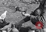 Image combattre les pigeons Venafro Italie, 1943, de la seconde 60 séquences d'archives historiques vidéo 65675024685