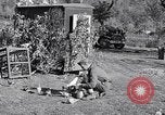 Image combattre les pigeons Venafro Italie, 1943, de la seconde 61 séquences d'archives historiques vidéo 65675024685
