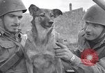 Image division italienne Italie, 1943, de la seconde 16 séquences d'archives historiques vidéo 65675024689