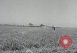 Image Périmètre de Pusan dans la guerre de Corée Corée, 1950, de la seconde 45 séquences d'archives historiques vidéo 65675024694