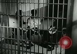 Image of drugs United States USA, 1966, second 12 stock footage video 65675024717