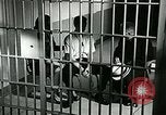 Standbild Drogensucht United States USA, 1966, aus Sekunde 17 historischem Filmmaterial Videoclip 65675024724