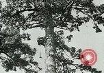 Image timber Oregon United States USA, 1951, de la seconde 7 séquences d'archives historiques vidéo 65675024730