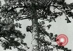 Image timber Oregon United States USA, 1951, de la seconde 8 séquences d'archives historiques vidéo 65675024730