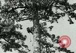 Image timber Oregon United States USA, 1951, de la seconde 9 séquences d'archives historiques vidéo 65675024730