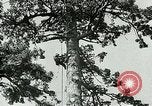 Image timber Oregon United States USA, 1951, de la seconde 10 séquences d'archives historiques vidéo 65675024730
