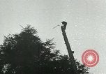 Image timber Oregon United States USA, 1951, de la seconde 32 séquences d'archives historiques vidéo 65675024730