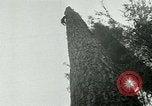 Image timber Oregon United States USA, 1951, de la seconde 49 séquences d'archives historiques vidéo 65675024730