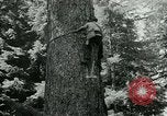 Image timber Oregon United States USA, 1951, de la seconde 50 séquences d'archives historiques vidéo 65675024730