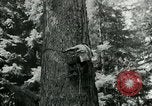 Image timber Oregon United States USA, 1951, de la seconde 53 séquences d'archives historiques vidéo 65675024730