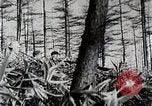 Immagine di A caccia di cervi Nikko Giappone, 1944, secondo 31 filmato di repertorio 65675024808