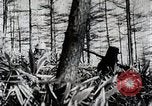 Immagine di A caccia di cervi Nikko Giappone, 1944, secondo 33 filmato di repertorio 65675024808