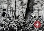 Immagine di A caccia di cervi Nikko Giappone, 1944, secondo 36 filmato di repertorio 65675024808