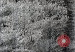 Immagine di A caccia di cervi Nikko Giappone, 1944, secondo 44 filmato di repertorio 65675024808