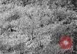 Immagine di A caccia di cervi Nikko Giappone, 1944, secondo 45 filmato di repertorio 65675024808