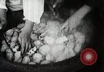 Image of sweet potatoes Japan, 1944, second 22 stock footage video 65675024811