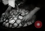 Image of sweet potatoes Japan, 1944, second 24 stock footage video 65675024811