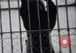Image of Tokyo Zoo Tokyo Japan, 1937, second 42 stock footage video 65675024844