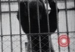 Image of Tokyo Zoo Tokyo Japan, 1937, second 43 stock footage video 65675024844