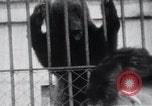 Image of Tokyo Zoo Tokyo Japan, 1937, second 44 stock footage video 65675024844