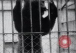 Image of Tokyo Zoo Tokyo Japan, 1937, second 45 stock footage video 65675024844